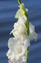 White Gladiolus Flowers