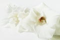 White gladiolus flowers