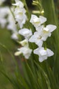 white gladiolus in the garden