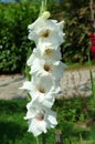 White gladiolus with green leaves.
