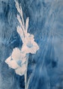 White gladiolus watercolor