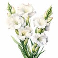 White Gladiolus Watercolor Painting: Stunning Floral Illustration For Brochure