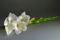 White gladiolus Royalty Free Stock Photo