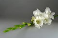 White gladiolus Royalty Free Stock Photo
