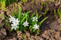 White glory-of-the-snow (chionodoxa luciliae) flowers Royalty Free Stock Photo