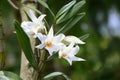 Dendrobium glowering orchid