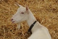 White Goat