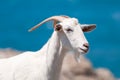 White goat Royalty Free Stock Photo