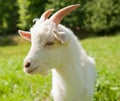 White goat against green grass Royalty Free Stock Photo