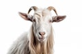 White goat on white background