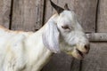 Curious white goat with open mouth, profile view against a wooden fence