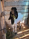 White Goat in a Barn, Black Head Goat