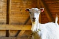 White goat in the barn. Domestic goats in the farm. Cute an angora wool goat. Royalty Free Stock Photo