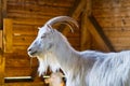 White goat in the barn. Domestic goats in the farm. Cute an angora wool goat. Royalty Free Stock Photo