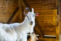 White goat in the barn. Domestic goats in the farm. Cute an angora wool goat. Royalty Free Stock Photo