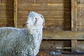 White goat in the barn. Domestic goats in the farm. Cute an angora wool goat. Royalty Free Stock Photo