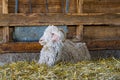 White goat in the barn. Domestic goats in the farm. Cute an angora wool goat. Royalty Free Stock Photo