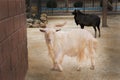 White goat in the barn. Domestic goats in the farm. Cute an angora wool goat. Royalty Free Stock Photo