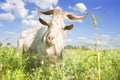 White goat with big horns grazing on a summer meadow close-up