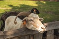 A white goat with big twisted horns looks over the fence Royalty Free Stock Photo