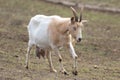 White goat with big udder Royalty Free Stock Photo