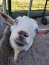 White goat with blue eyes