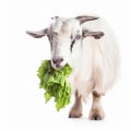 White goat chews cabbage on a white background close-up,