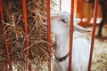 A white goat chews hay in a barn. Keeping animals on the farm. Contact zoo