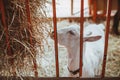 A white goat chews hay in a barn. Keeping animals on the farm. Contact zoo
