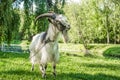 White goat close portrait in green nature environment Royalty Free Stock Photo