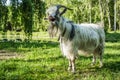 White goat close portrait in green nature environment Royalty Free Stock Photo