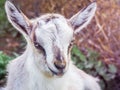 White goat close up on a blurry background_ Royalty Free Stock Photo