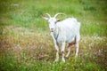 White goat Royalty Free Stock Photo