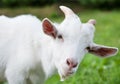 White goat, close up Royalty Free Stock Photo