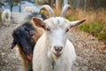 White goat and funny black goat with tongue out Royalty Free Stock Photo
