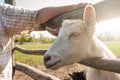 White goat closeup