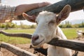 White goat closeup Royalty Free Stock Photo