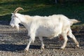 White goat crosses a path onto a green lawn