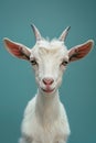 A white goat with a curious expression on its face is looking at the camera. The goat is standing against a blue background Royalty Free Stock Photo