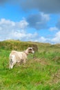 White goat at Dutch wadden island Terschelling