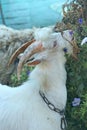 White goat eating flowers blooming in garden