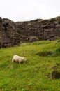 White goat eating flowers in Thingvellir National Park.