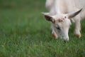White Goat Eating Green Grass