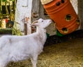 White goat eating hay out of plastic barrel, simple farm animal feeding solutions