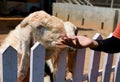 White goat eating from human hand on the farm Animal concept Royalty Free Stock Photo