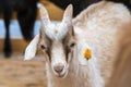 White goat in the farm, happy life, Cute, Royalty Free Stock Photo