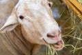 White goat in the farm, happy life, Goat is eating grass, Royalty Free Stock Photo