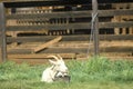 White Goat in farmyard, CA