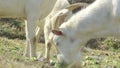 White goat feeding on green grass