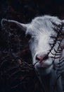 The white goat in the ferns